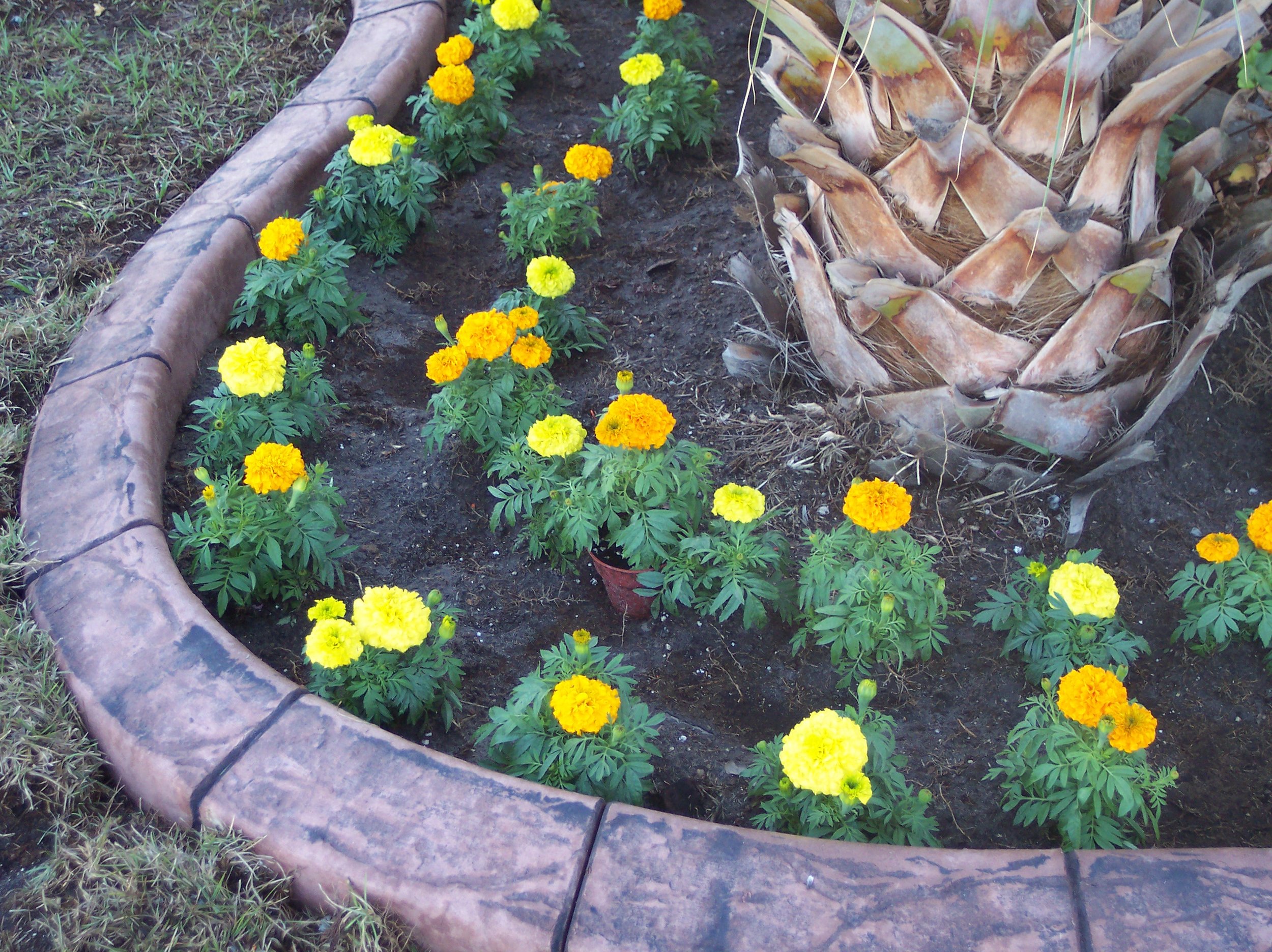 Dusty Rose - Charcoal Gray