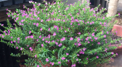 Mexican Heather 