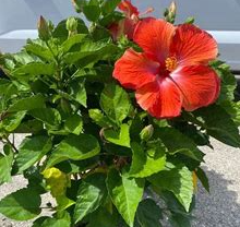 Red Hibiscus
