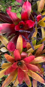 Bromeliad