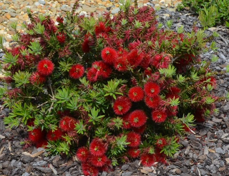 Bottle Brush Shrub