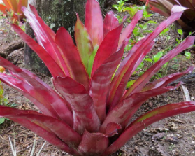 Bromeliad
