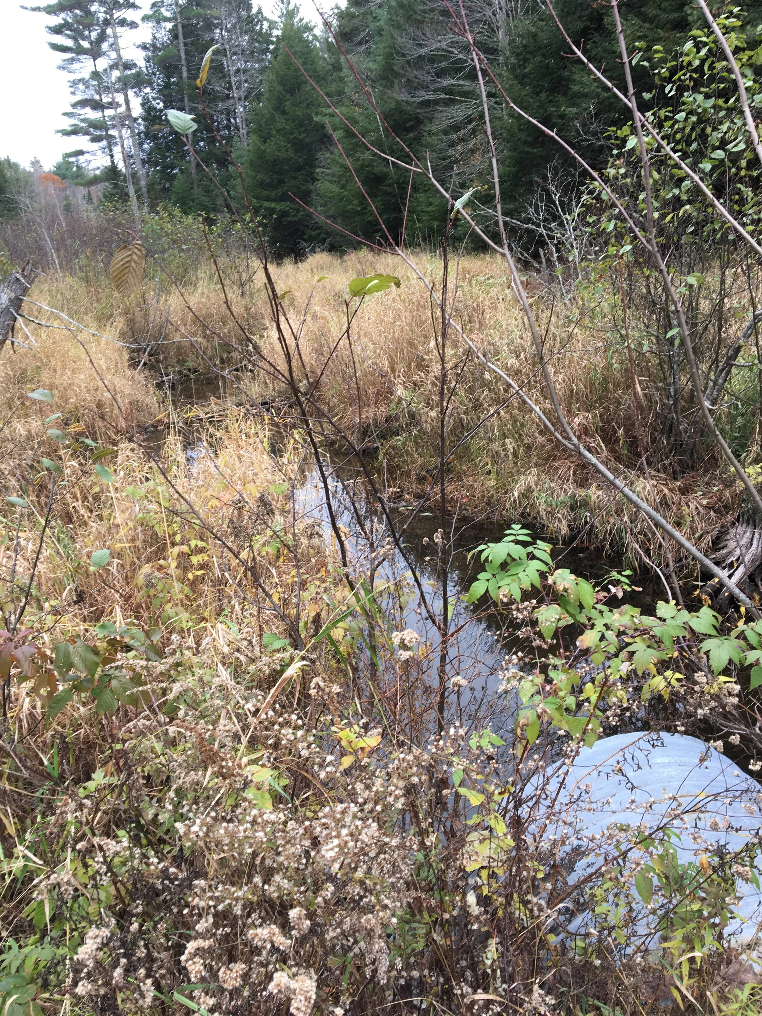 A small creek runs through a field of tall grass and plants, with trees in the background and overcast sky.
