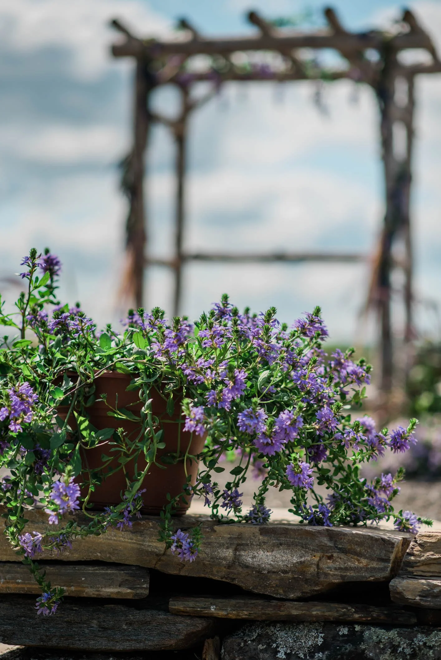 Purple flowering plant in a clay pot on a stone wall with a wooden arbor and cloudy sky in the background.