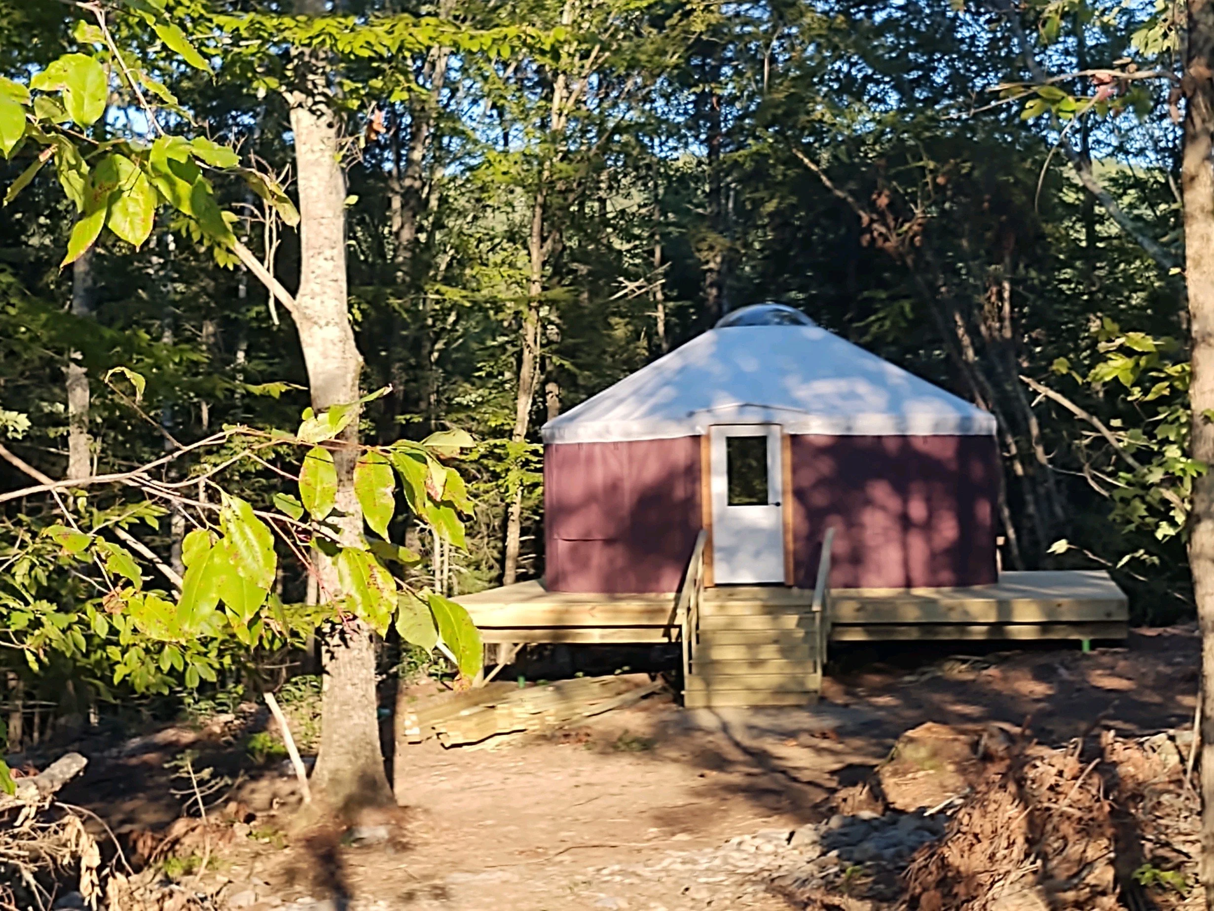 A field of daisies beneath a blue sky with a few white puffy clouds.