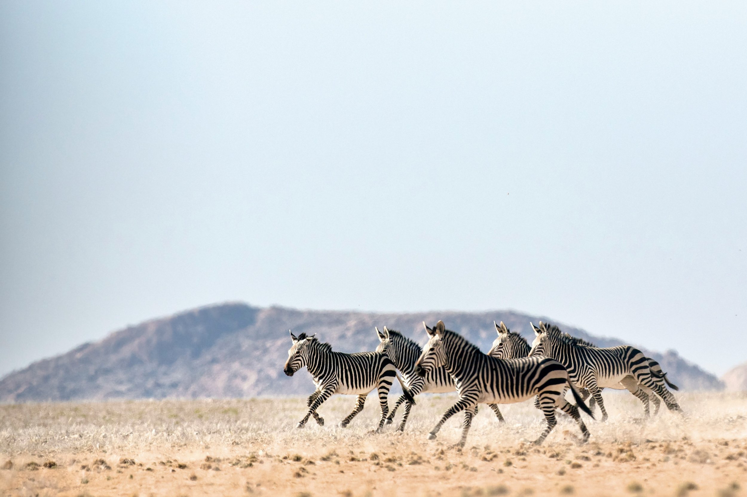 Five zebras running across a grassy plain with mountains in the background.