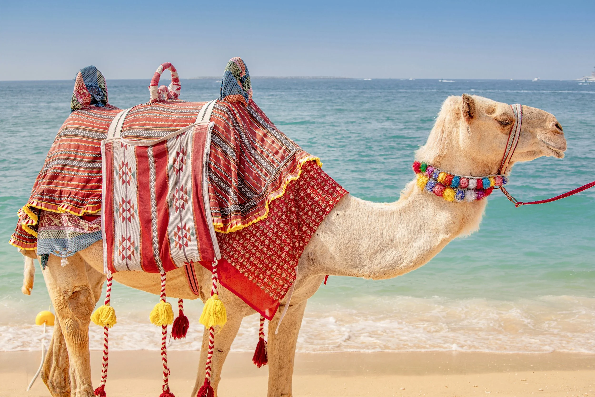 Camel on the beach decorated with colorful fabrics and a fluffy collar, with the ocean and sky in the background.