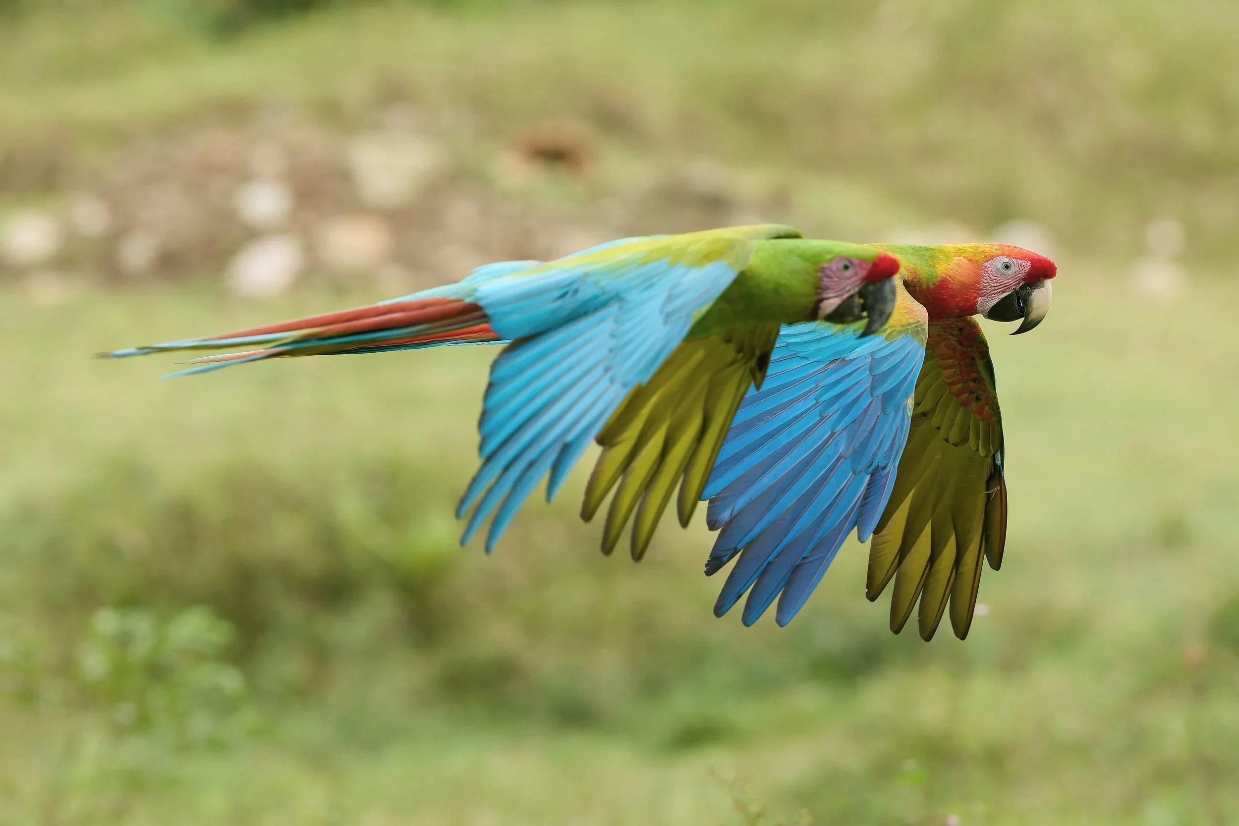 Two colorful parrots flying together in mid-air with a blurred natural background.