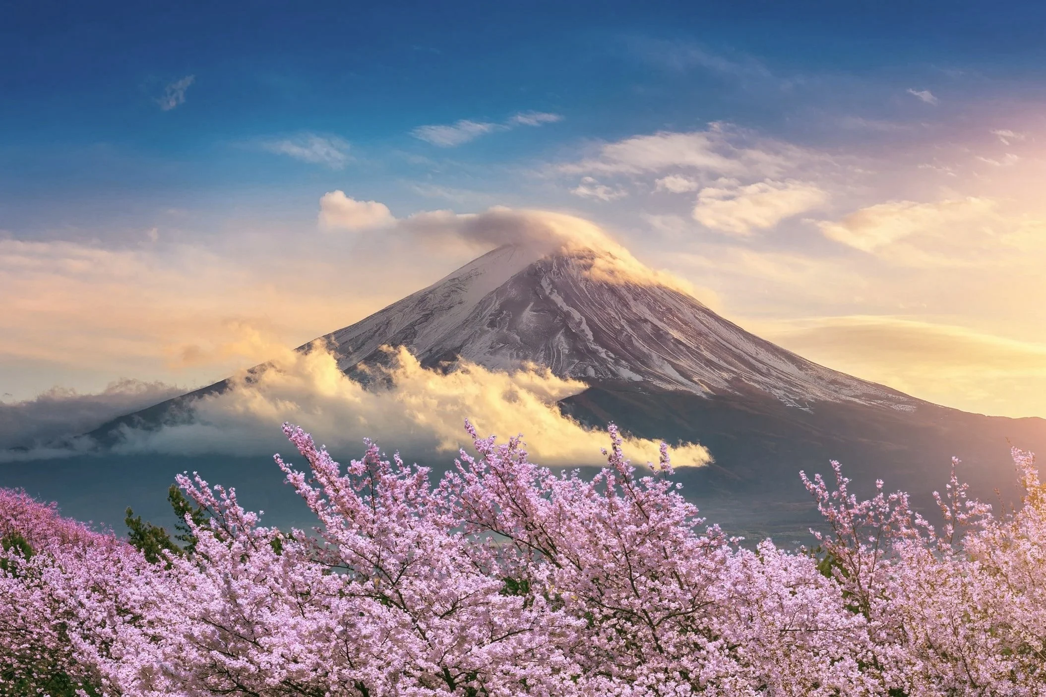 A snow-capped mountain, possibly Mount Fuji, surrounded by clouds and pink cherry blossom trees in full bloom in the foreground during sunset or sunrise.