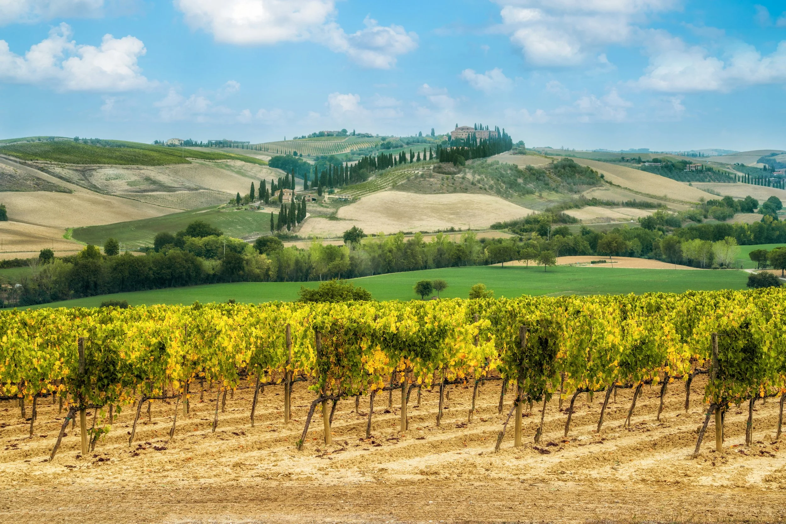 Vineyard with rows of grapevines in the foreground and rolling hills with cypress trees and farm buildings in the background under a partly cloudy sky.