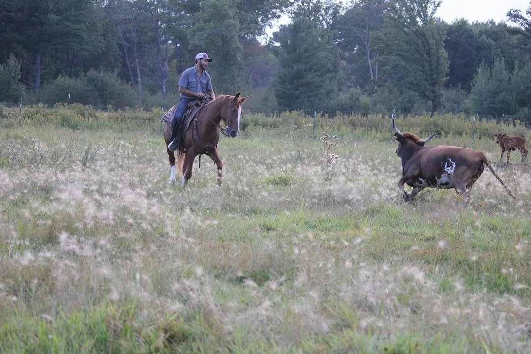 A man riding a horse pursues a bull in a grassy field with trees in the background.
