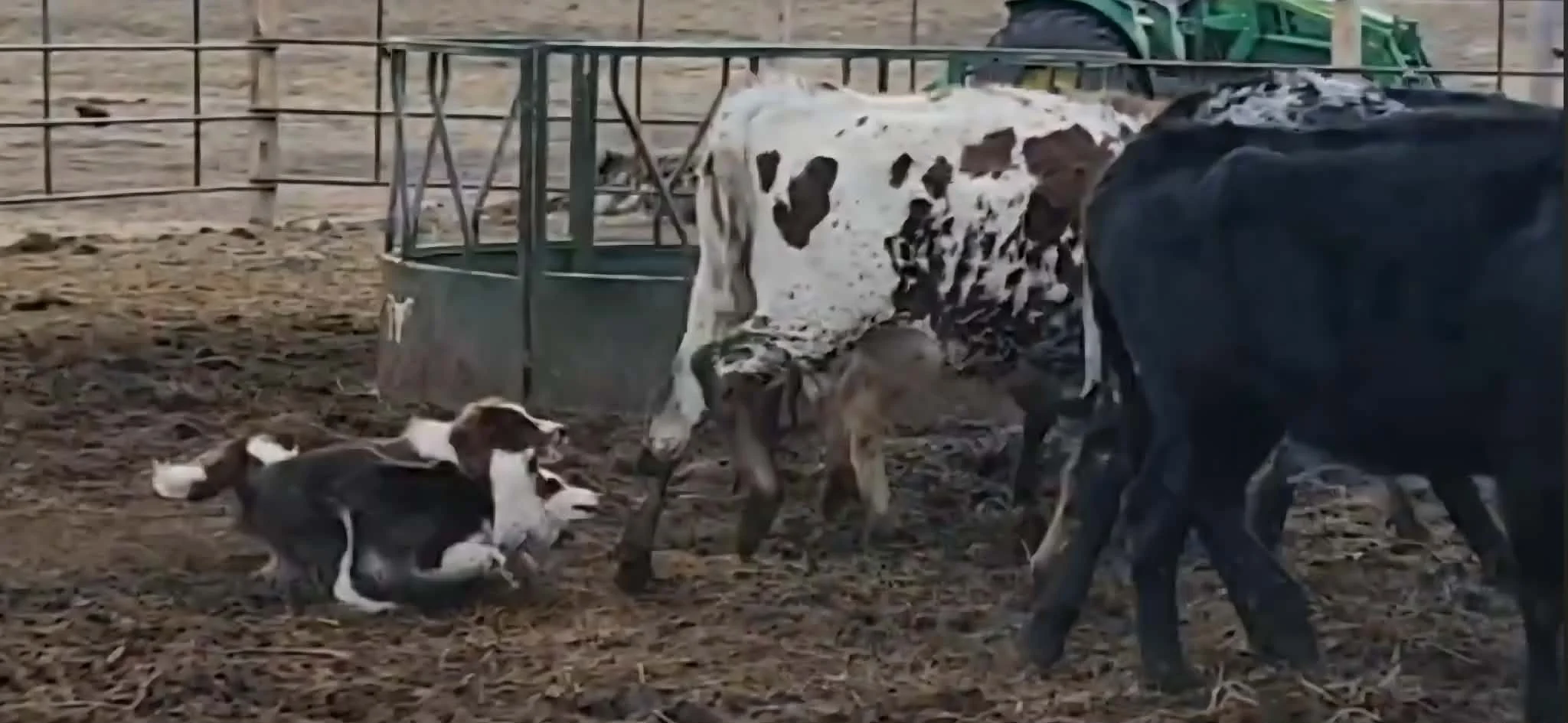 Several calves lying on the ground and a few standing, all inside a fenced area of a farm.
