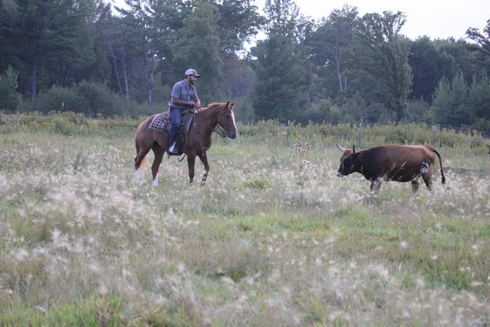 A man riding a horse in a grassy field with wildflowers, accompanied by a cow walking nearby, with trees in the background during daytime.