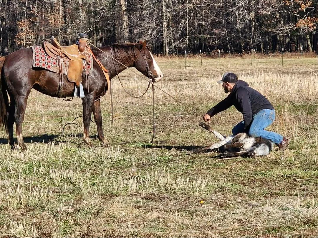 A man in a black hoodie and jeans kneeling on the ground, holding a small dog that is lying on its back, with a horse tied to a nearby tree in a field.