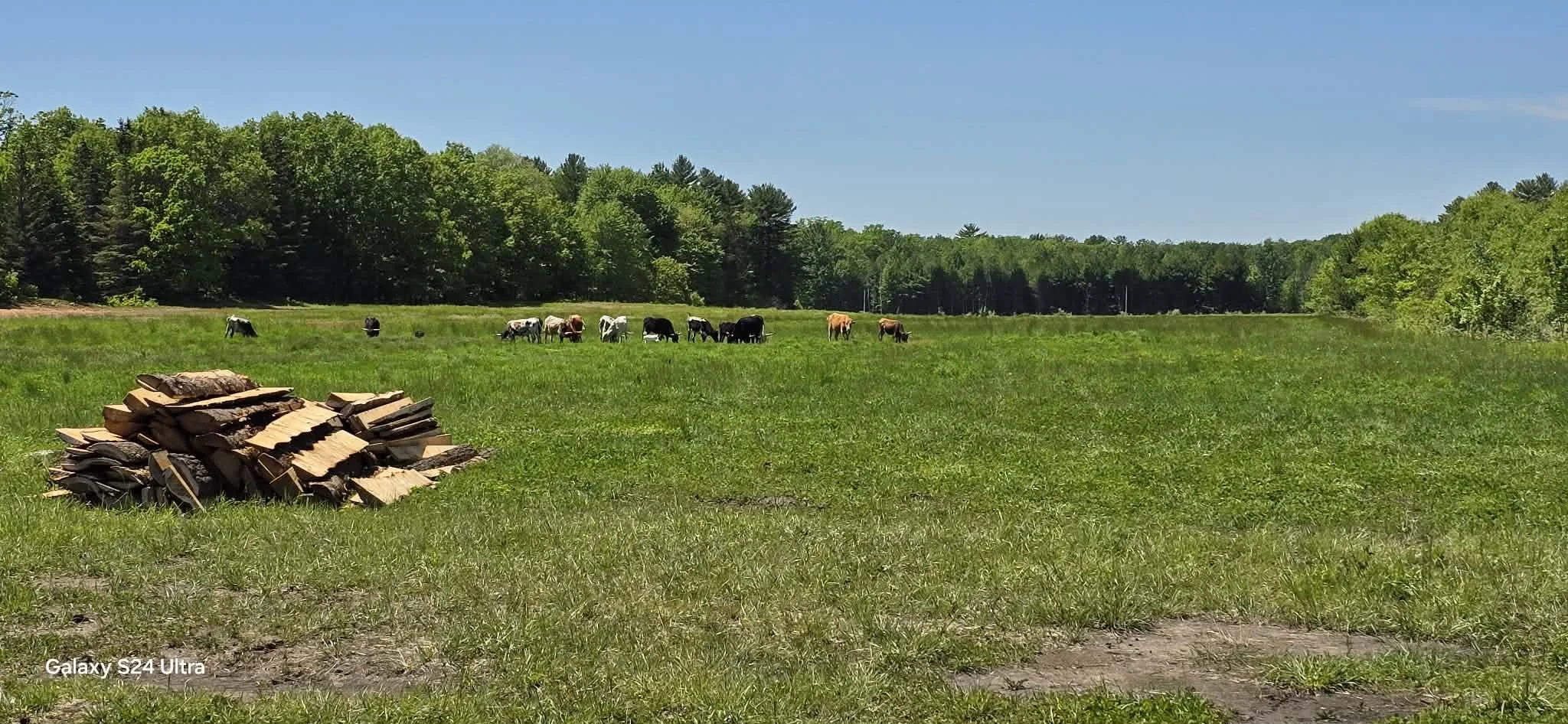 Open field with a pile of firewood in the foreground, grazing cows in the middle ground, and a dense line of trees under a clear blue sky in the background.