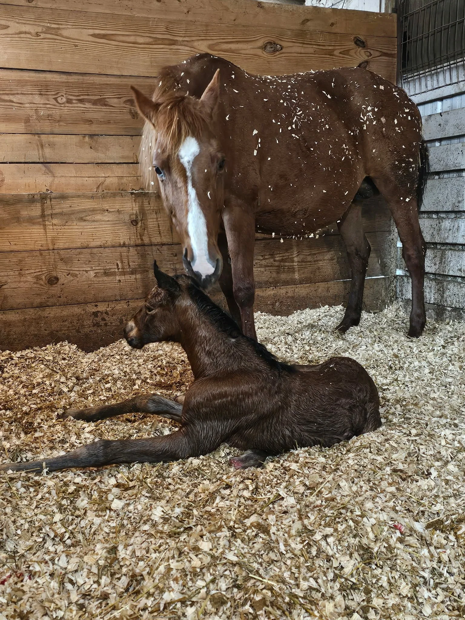 A brown horse with a white stripe on its face is standing in a stall with wooden walls and bedding made of wood shavings. Two foals are lying on the bedding, one resting its head on the other's back, with the standing horse looking down at them.