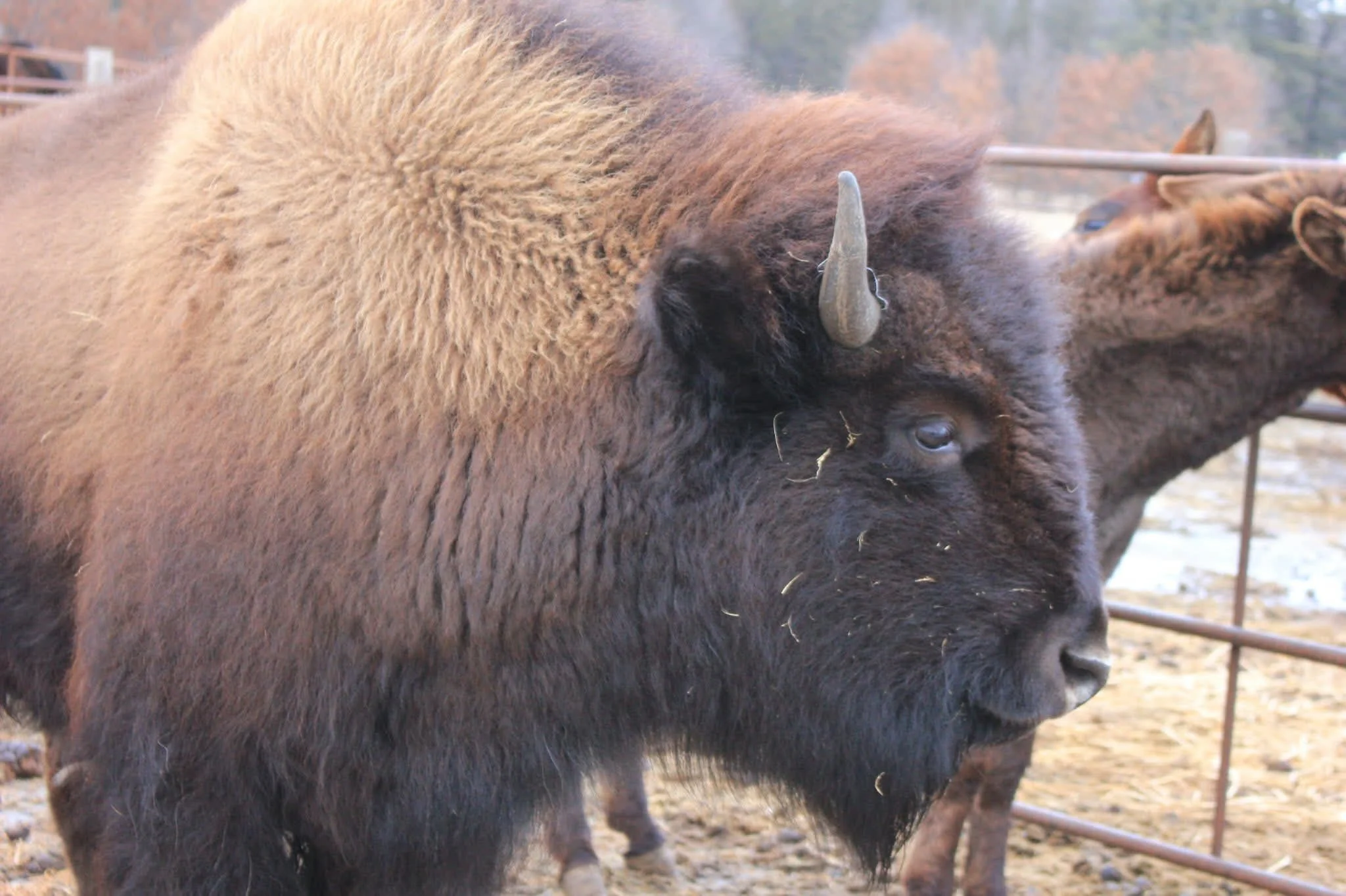 A close-up of a bison lying on the ground with its head resting on its body, showing its brown fur and horns.