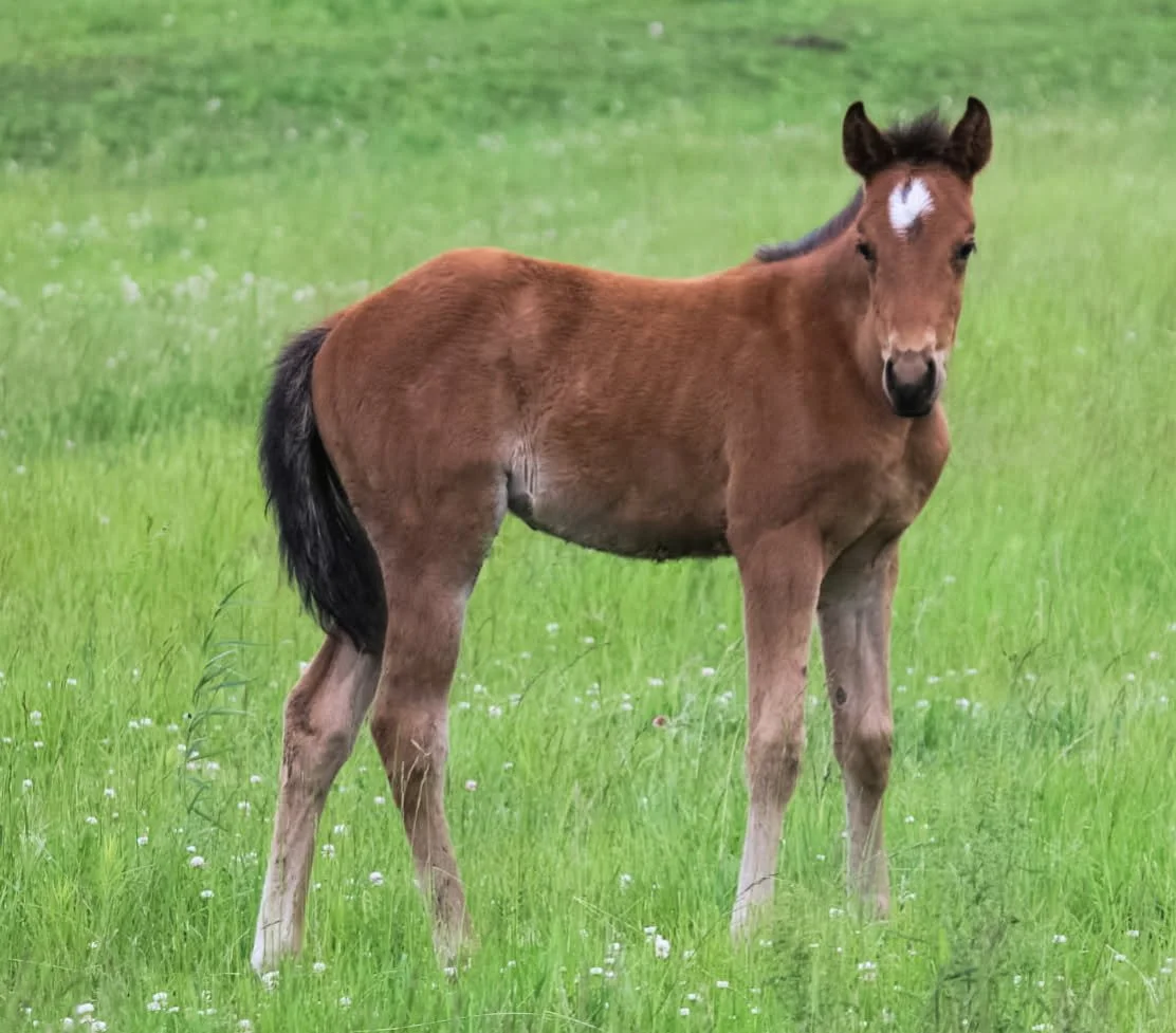 A young brown foal standing in a grassy field.