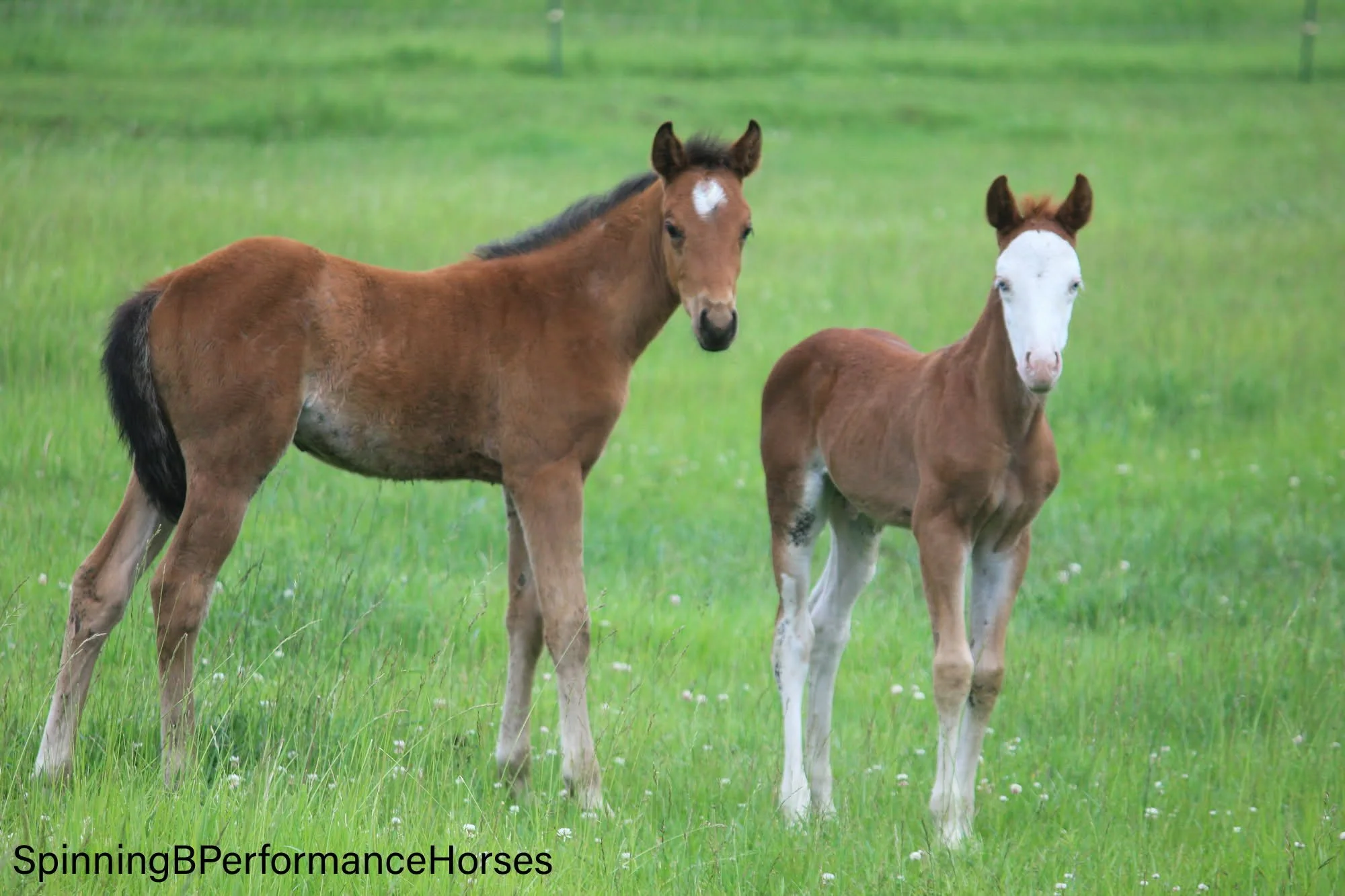 Two foals standing on a grassy field, one with a brown coat and black mane, the other with a light brown coat and white face.