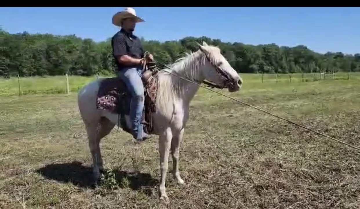 A man wearing a cowboy hat riding a white horse in an open field with trees in the background.