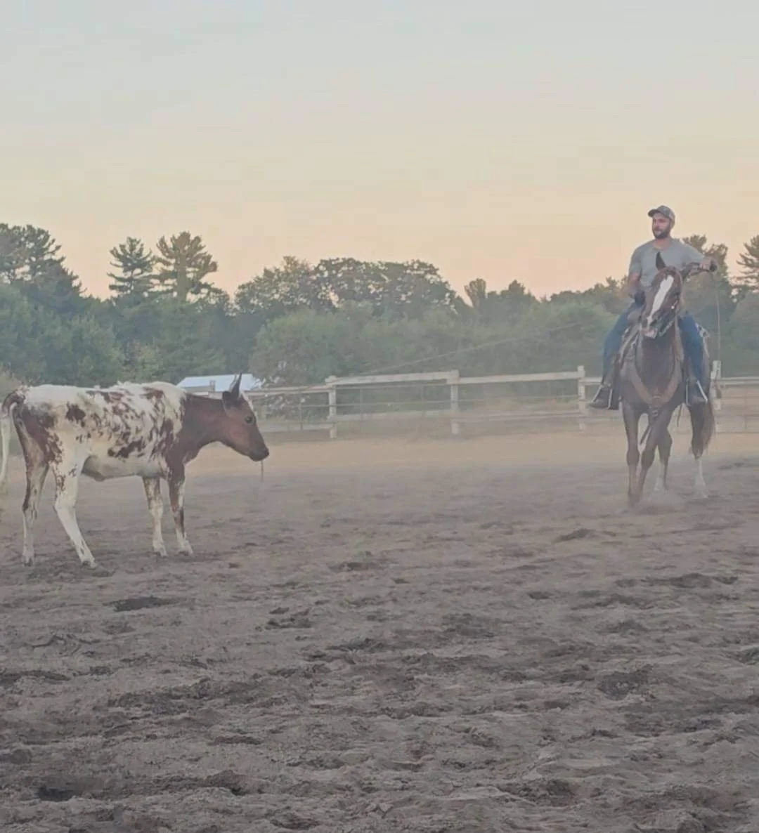 A man riding a horse in a fenced outdoor arena, approaching a small cow with a white and brown coat, during sunset or early evening.