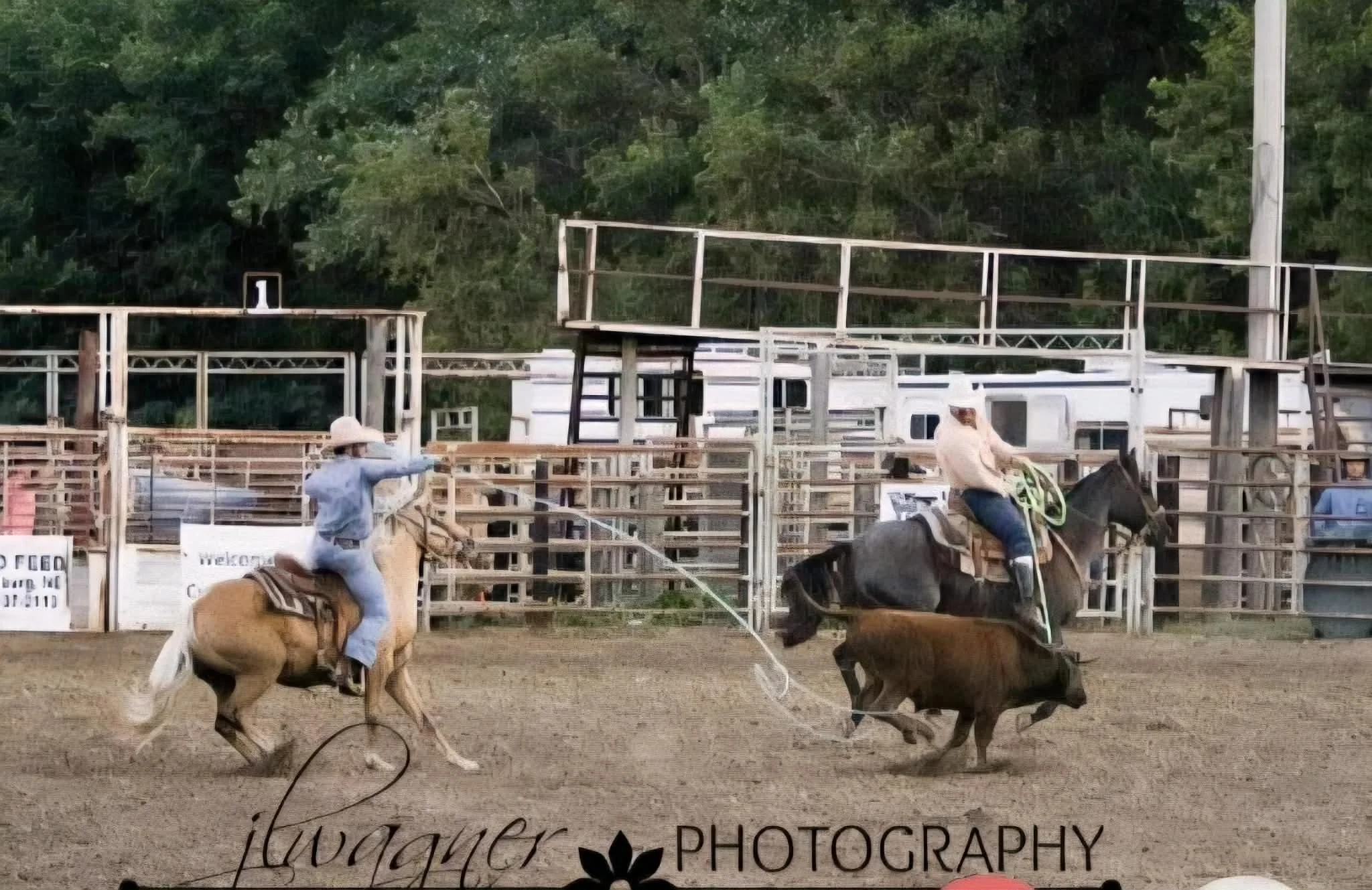 Rodeo event with two cowboys on horseback, tackling a steer in a dirt arena, surrounded by wooden fences and natural green trees in the background.