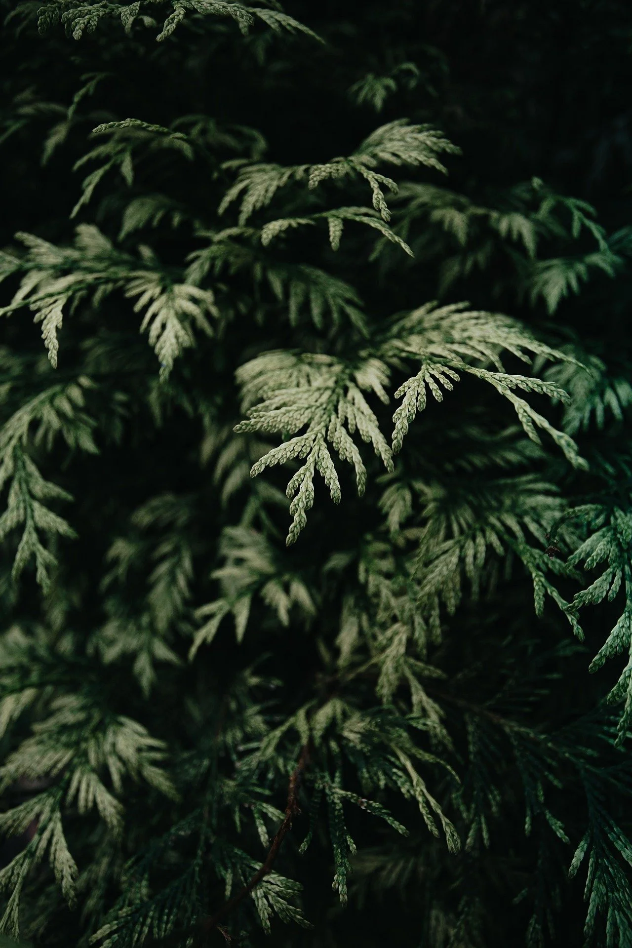Close-up of green fern leaves with detailed fronds and a dark background.