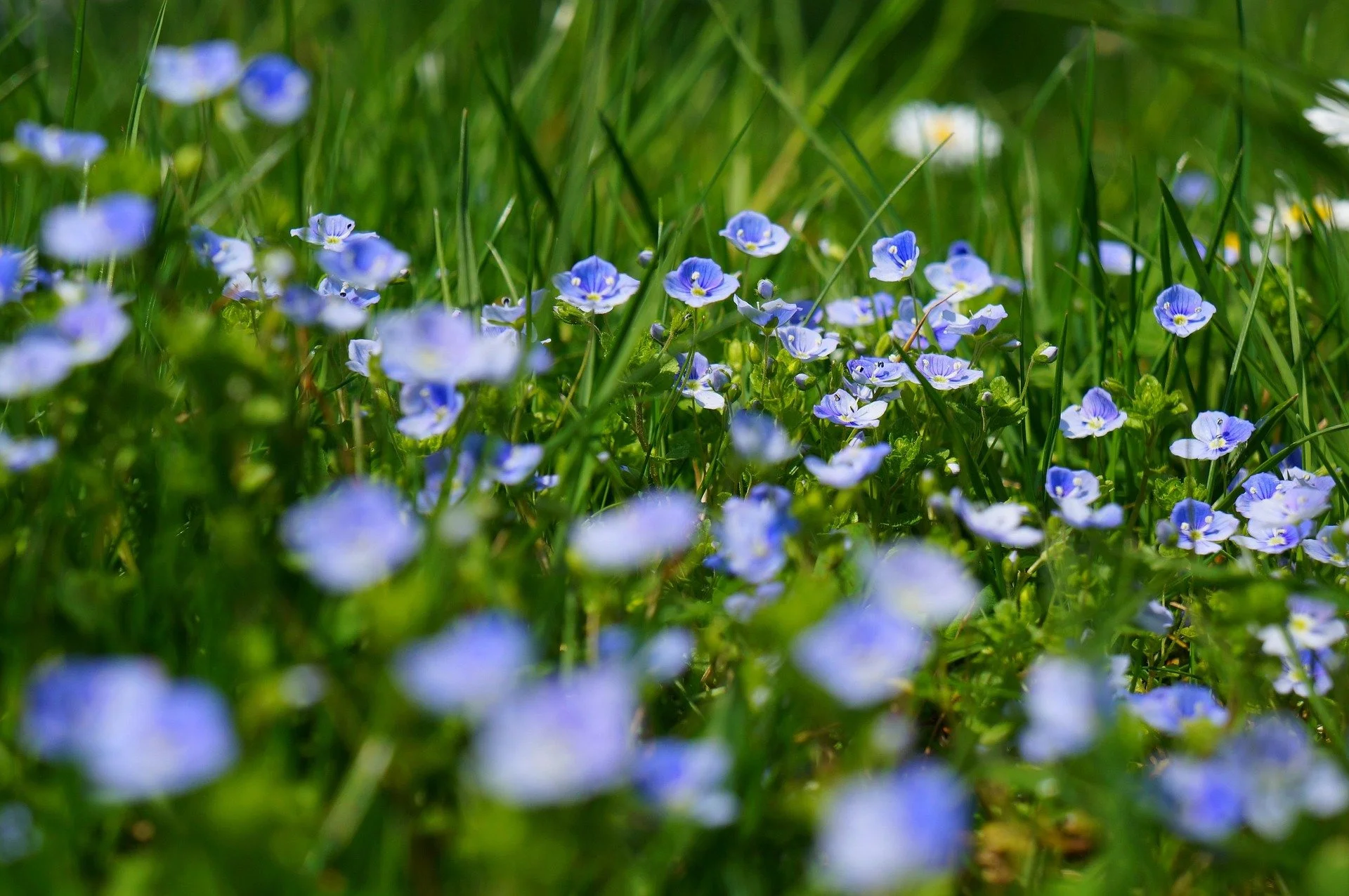 Close-up of small blue wildflowers blooming among green grass blades.