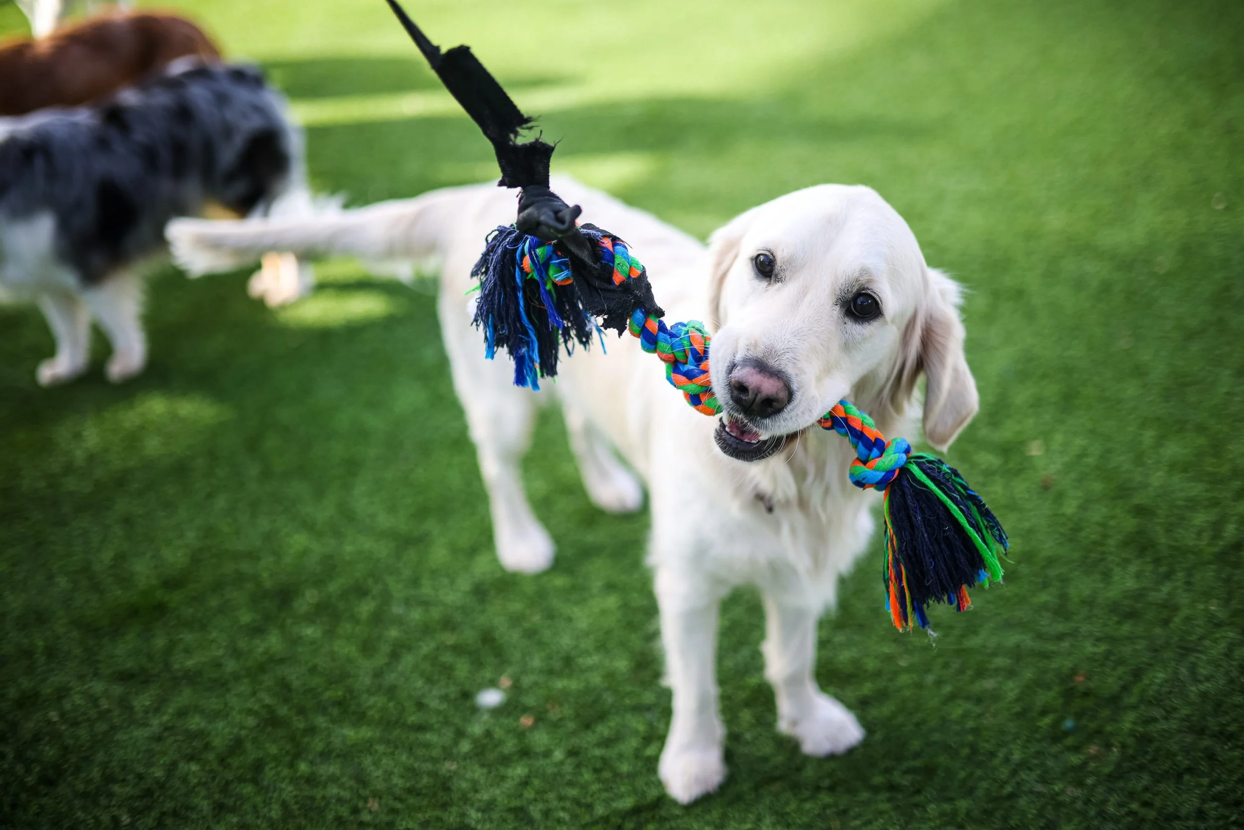 Golden retriever puppy playing tug-of-war with a colorful braided rope toy on a grassy yard, with other dogs in the background.