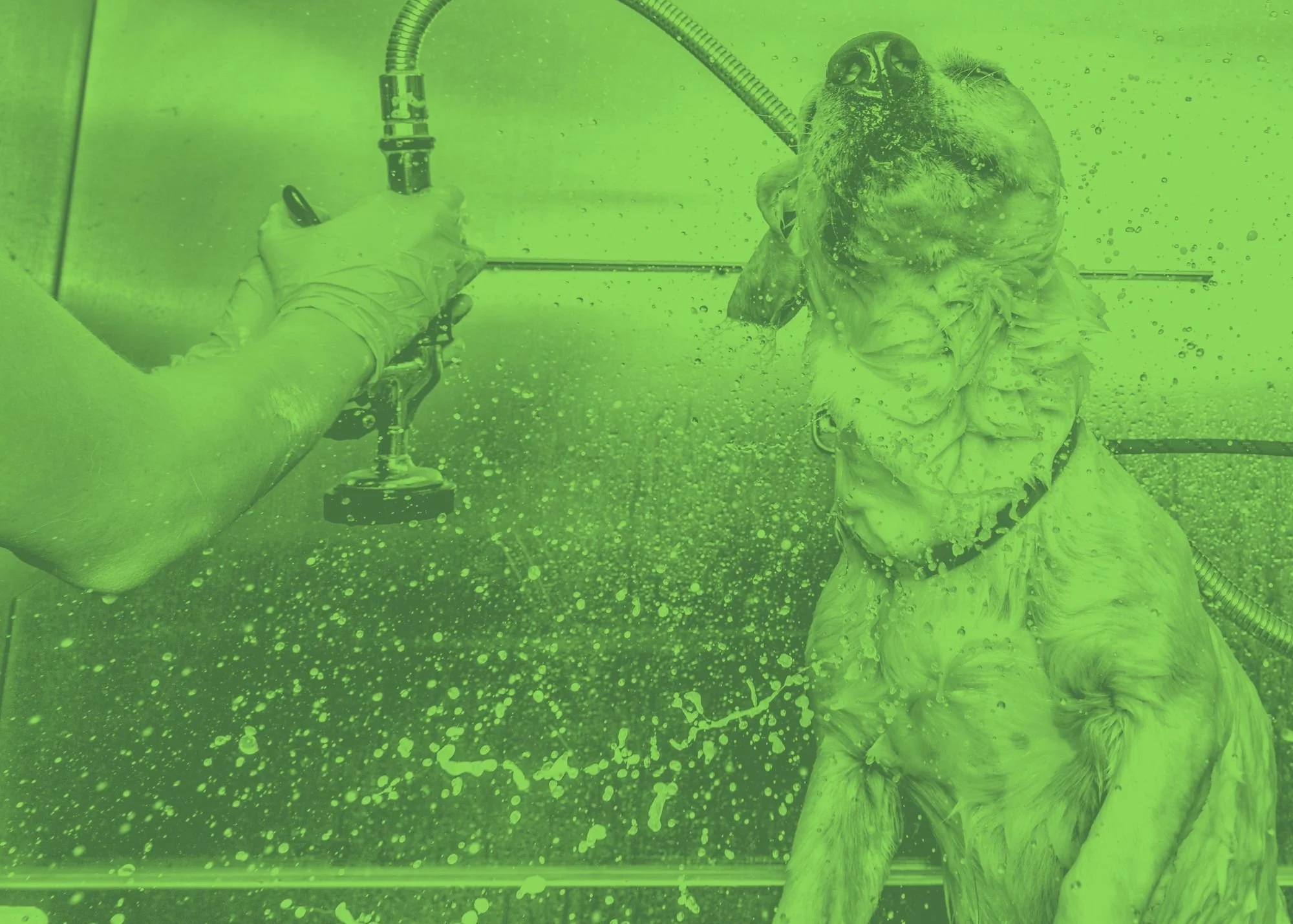 A dog being bathed, with a person scrubbing its fur in a shower or grooming station, green-tinted color filter.