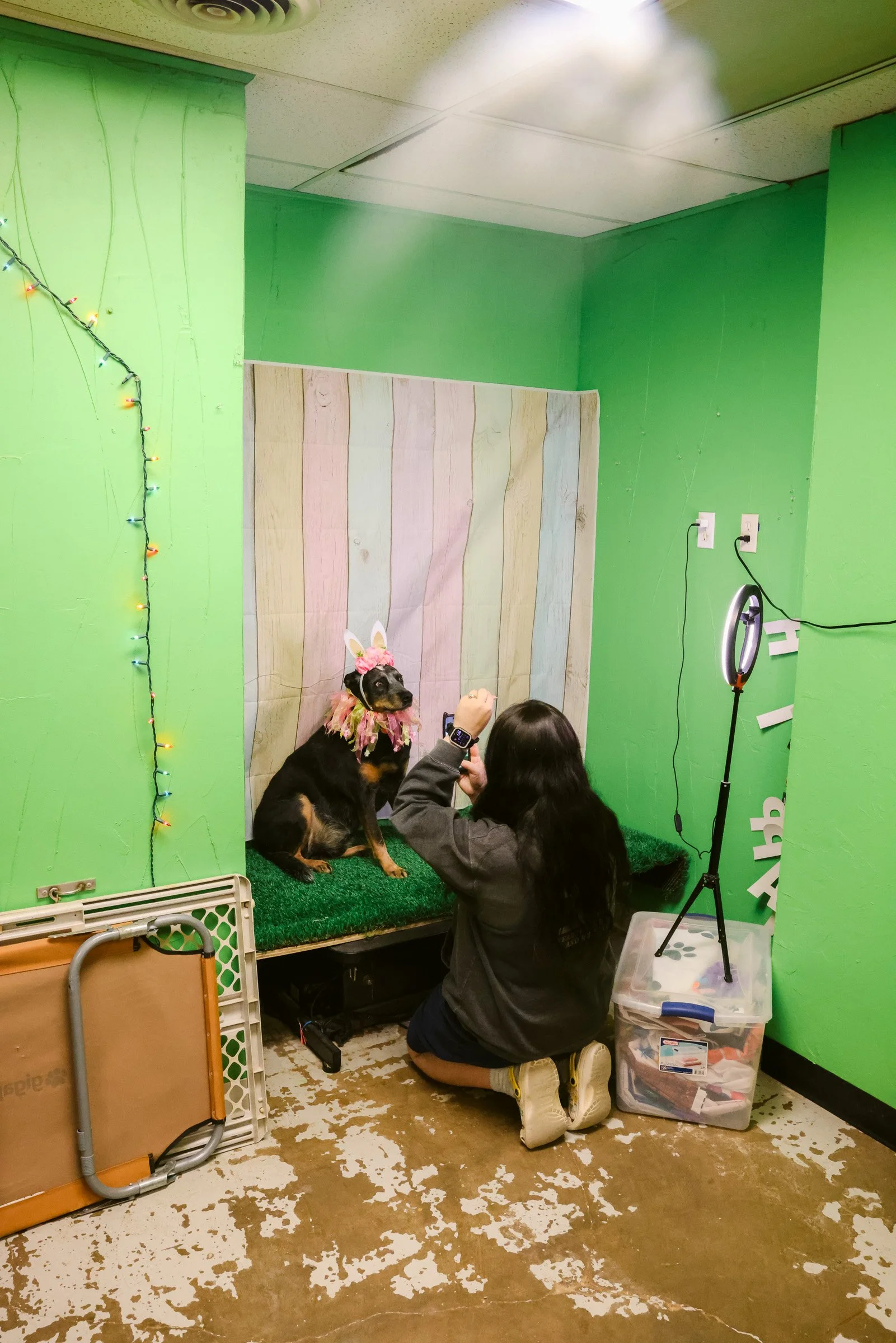 A woman kneeling on the floor taking a photo of a dog with a ring light nearby. The dog is sitting on a platform, wearing bunny ears and a pink feathered collar. The background has pastel-colored wooden panels, with green walls and string lights on the left. There is a plastic storage box on the floor to the right.