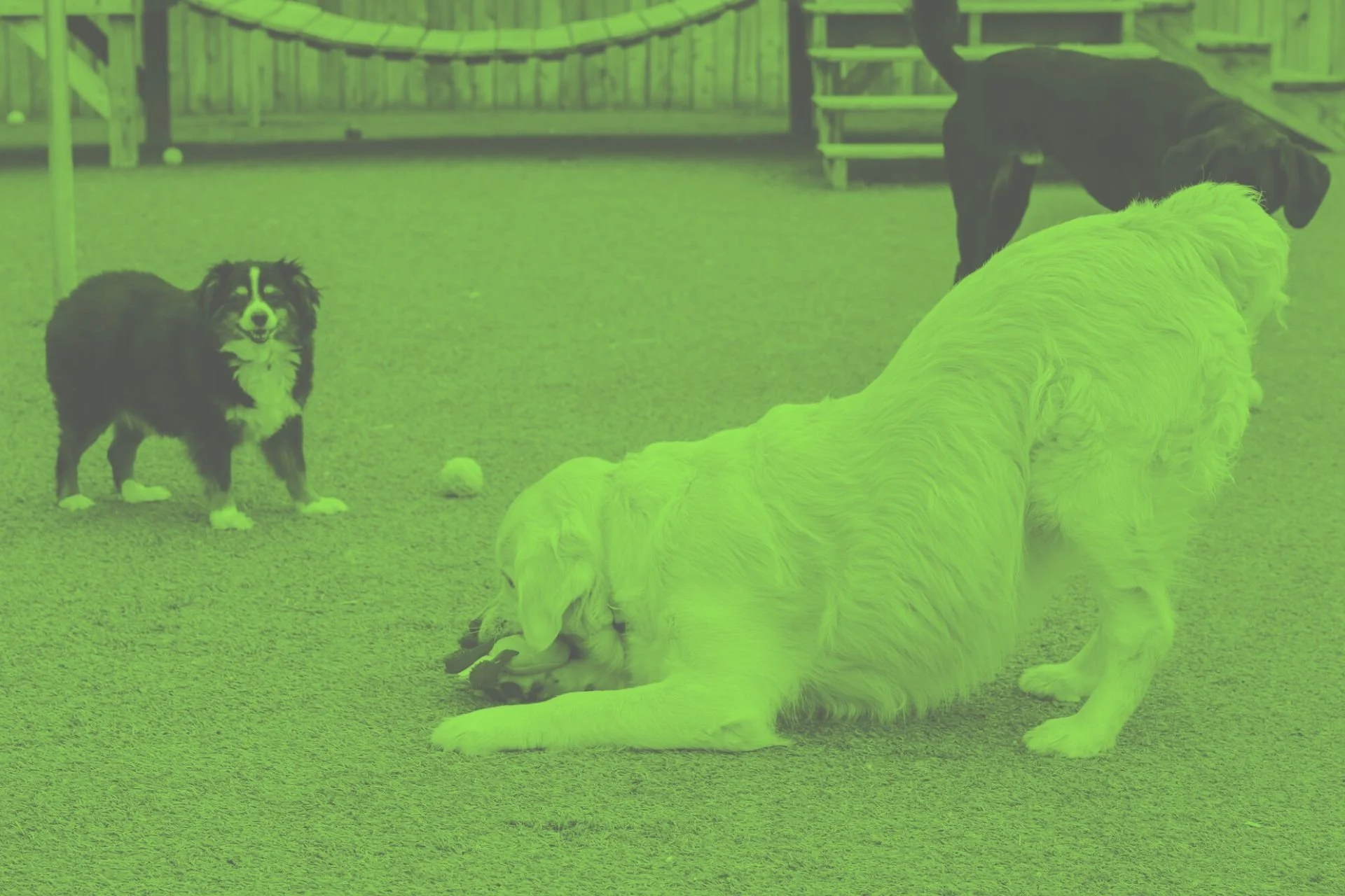 Four dogs playing on a grassy outdoor area near a wooden fence and a set of stairs.