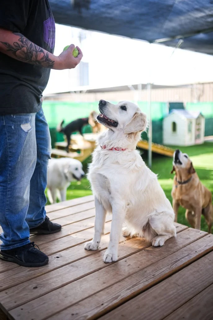 A golden retriever puppy sitting on a wooden platform, looking up at a person holding a tennis ball, with other dogs playing in the background.