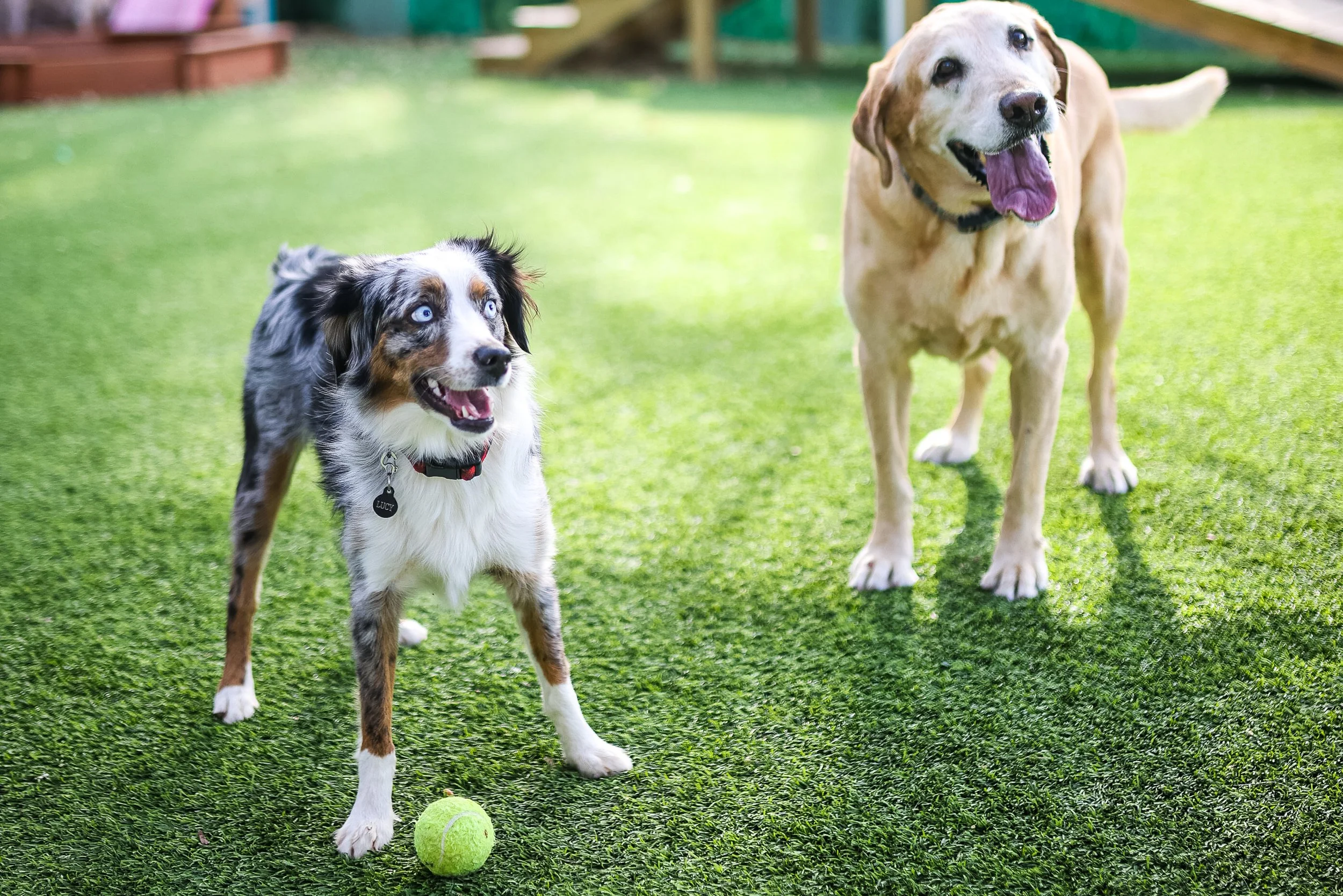 Two dogs playing on a grassy yard with a tennis ball. One is an Australian Shepherd with blue eyes, and the other is a yellow Labrador Retriever.