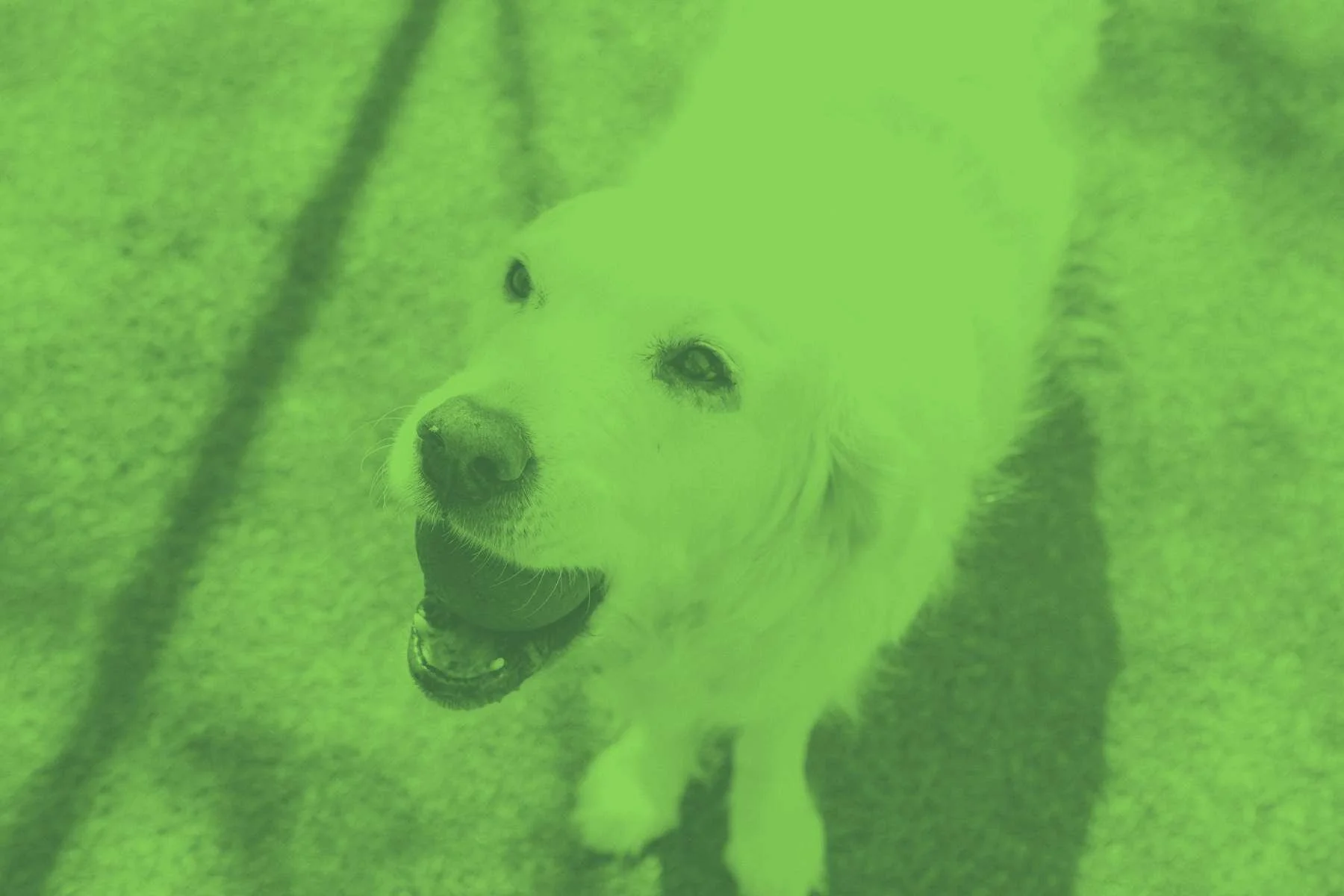 Close-up of a yellow Labrador retriever dog looking up with a happy expression on a green background.