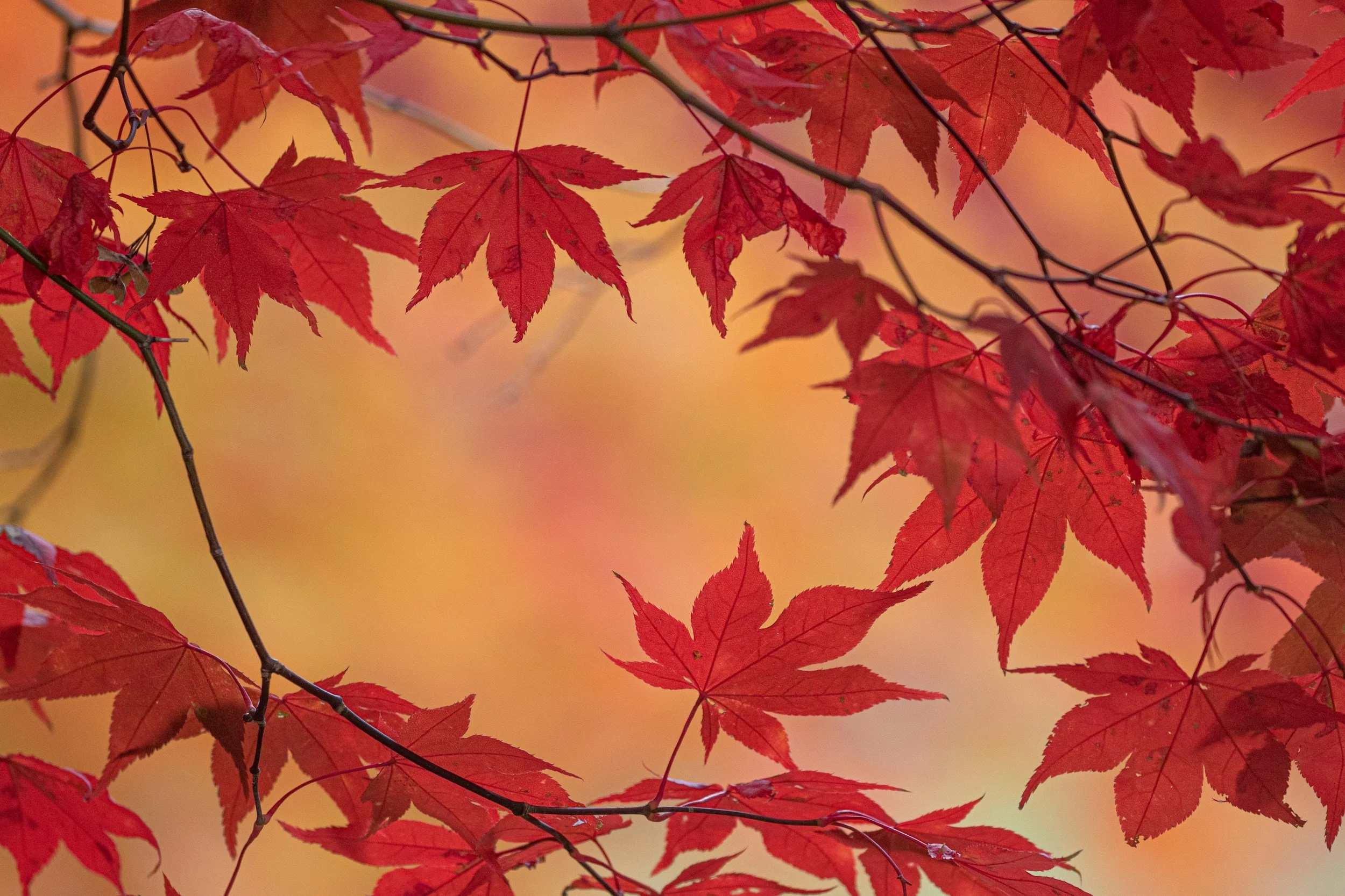 Close-up of vibrant red maple leaves on branches against a blurred autumn background.