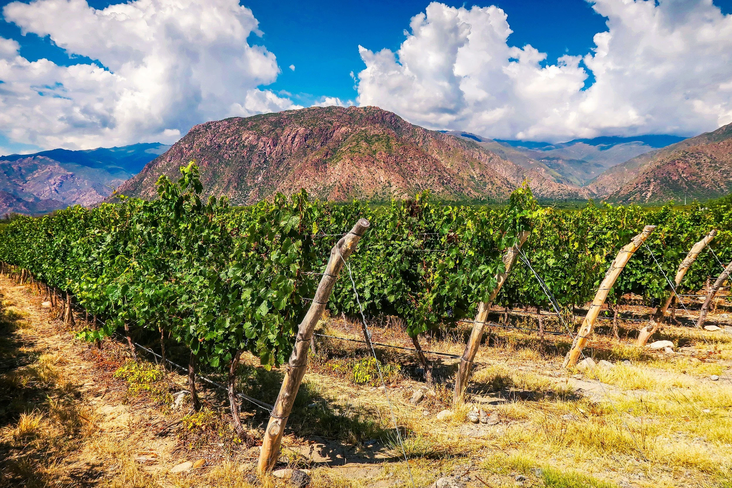 Vineyard with rows of grapevines and wooden posts, mountains in the background, partly cloudy sky.
