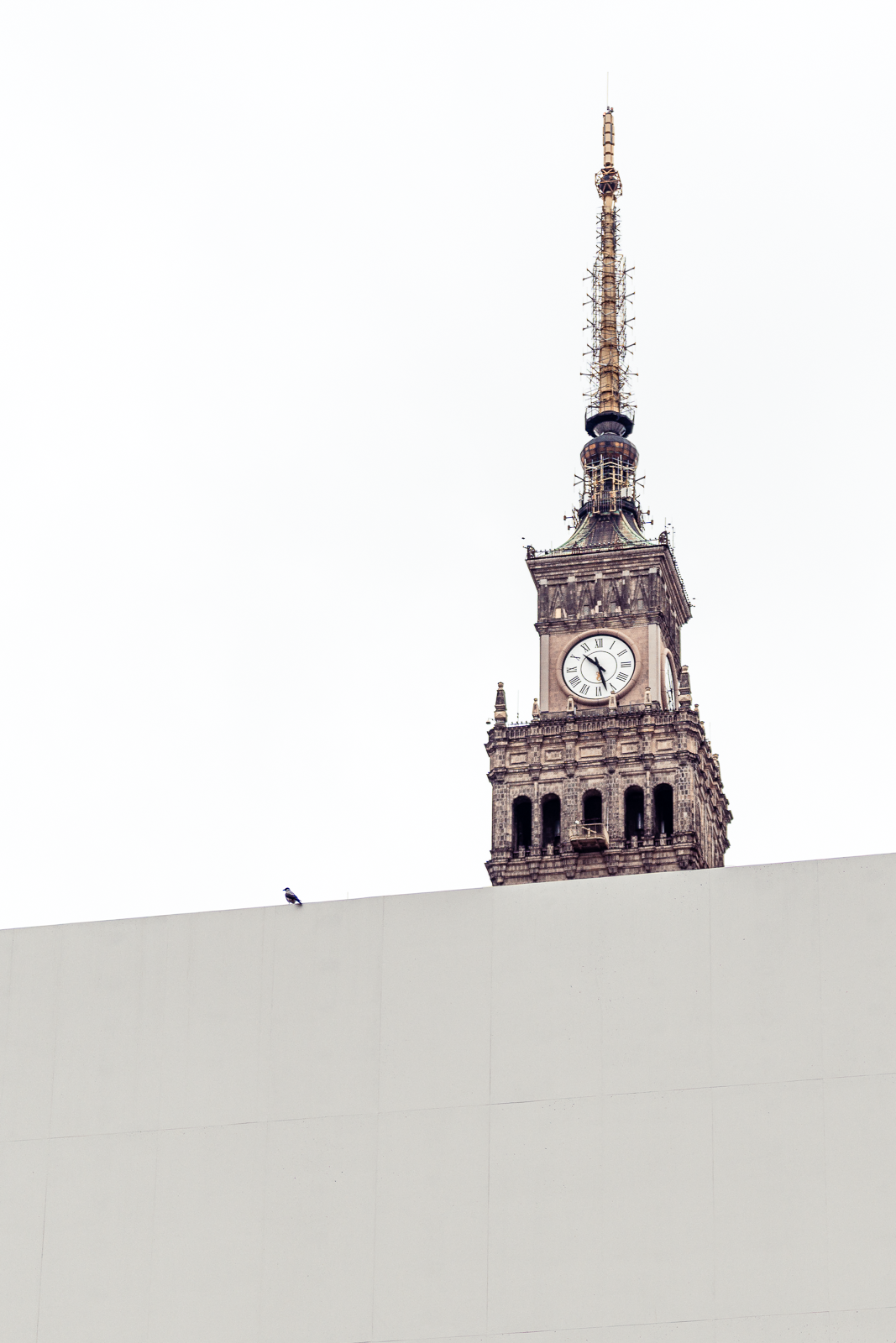 Clock tower with a spire behind a white building with a bird perched on the edge.