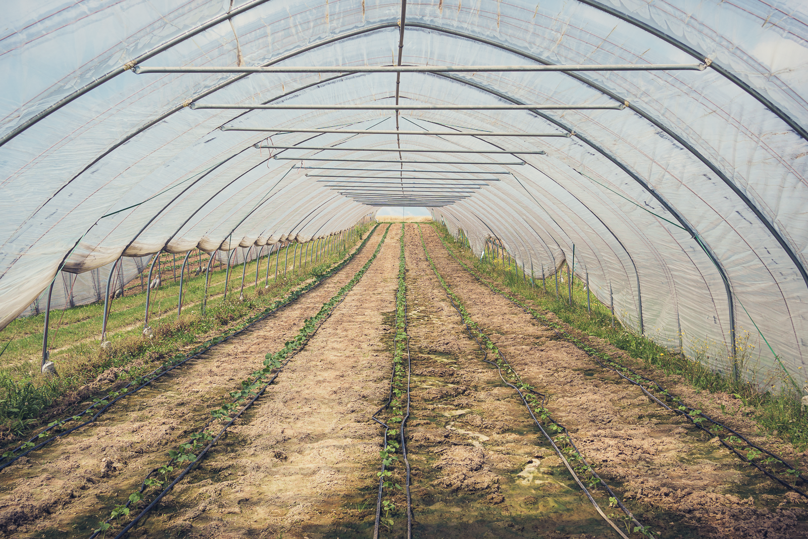 Inside a plastic-covered greenhouse with rows of young plants on the soil floor, supported by drip irrigation lines.