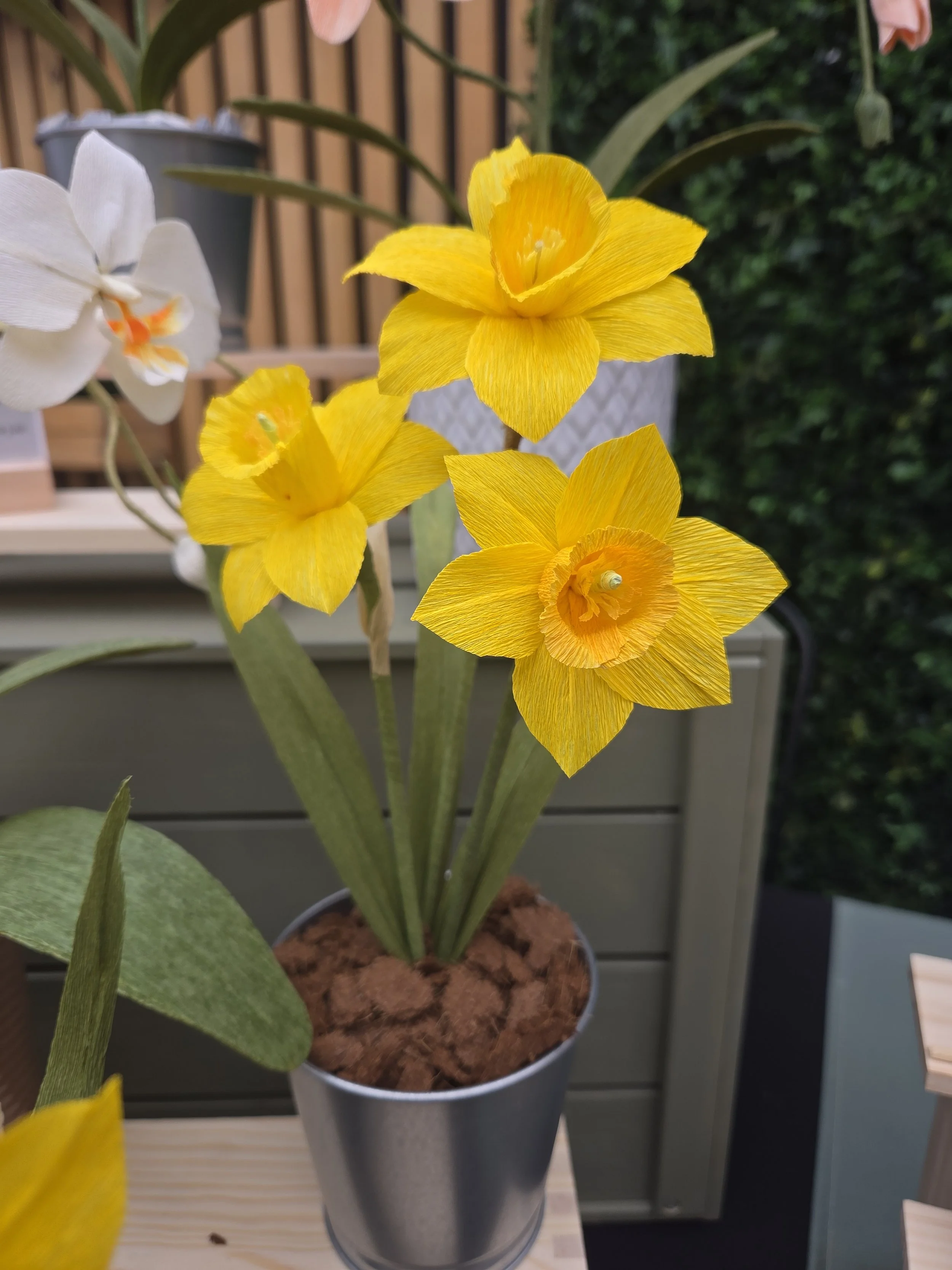 Yellow daffodil flowers in a pot on a wooden surface with a green garden and wood fence in the background.