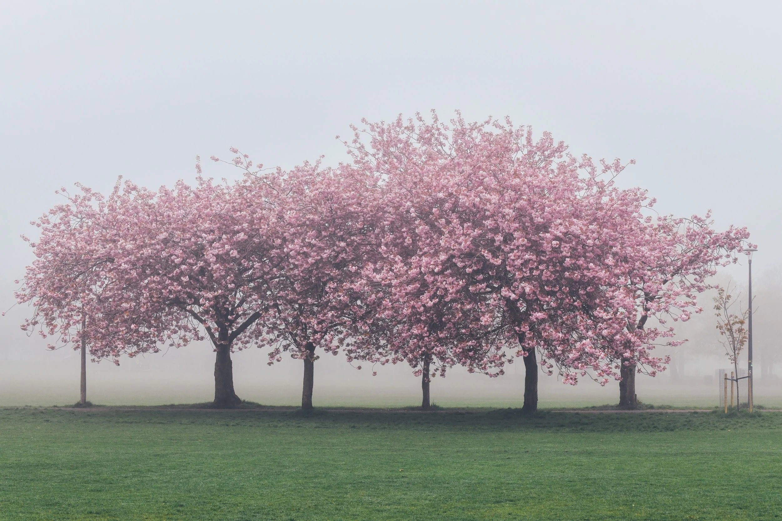 Blossoms_21.jpg