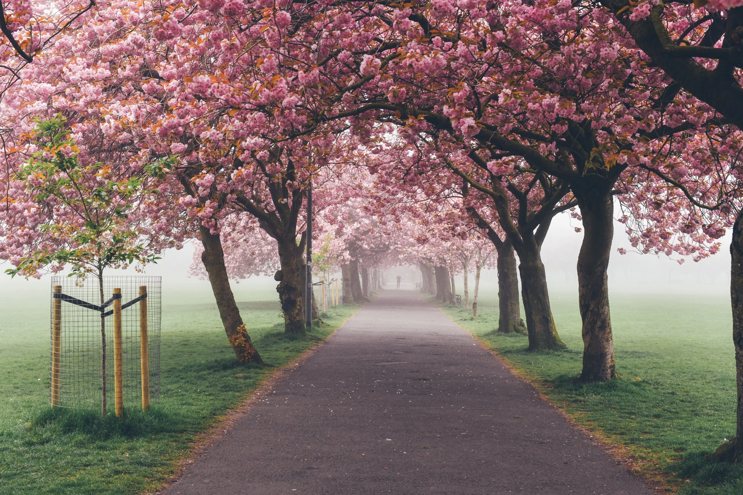 Blossoms_30.jpg