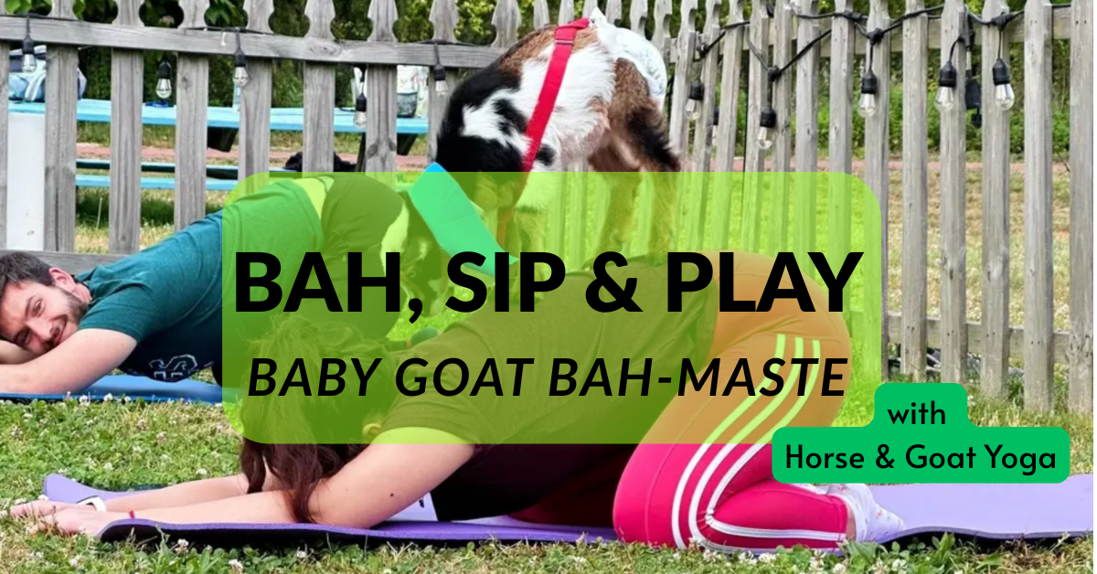 BAH, SIP &amp; PLAY 