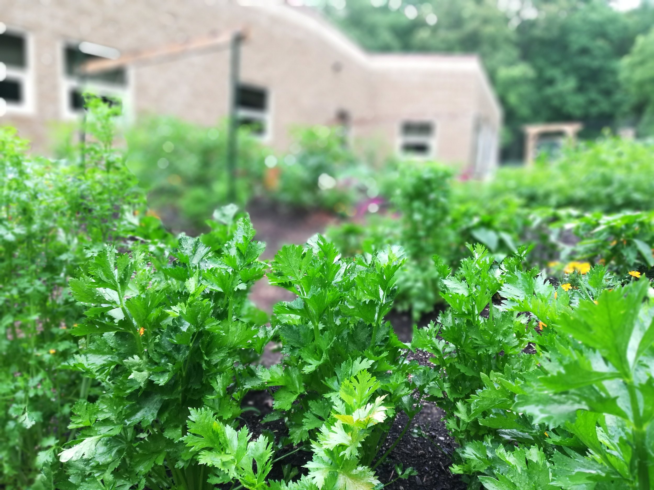 From the Garden: Summer 2021