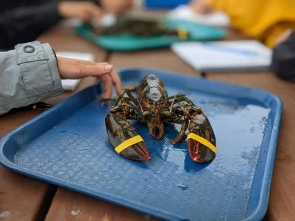 Integrating Science and Art with a Sense of Place: The Waldorf Senior Zoology Trip