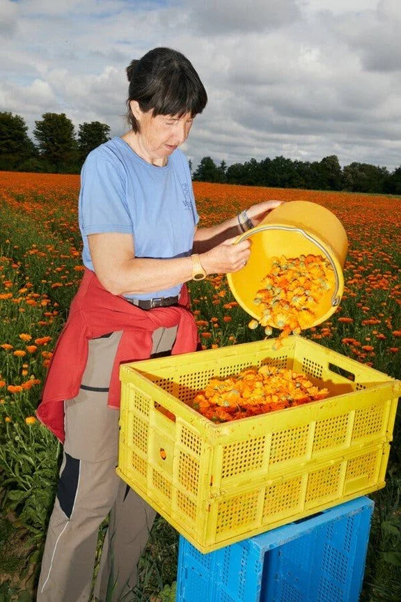 Weleda 6.jpg