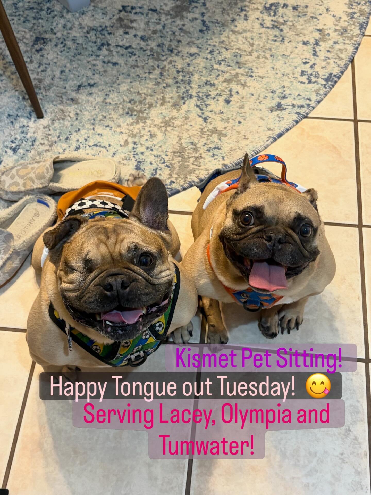 Happy Tongue out Tuesday! @kismet_pet_sitting #tot #tongueouttuesday #petsitter #dogwalker #olympia