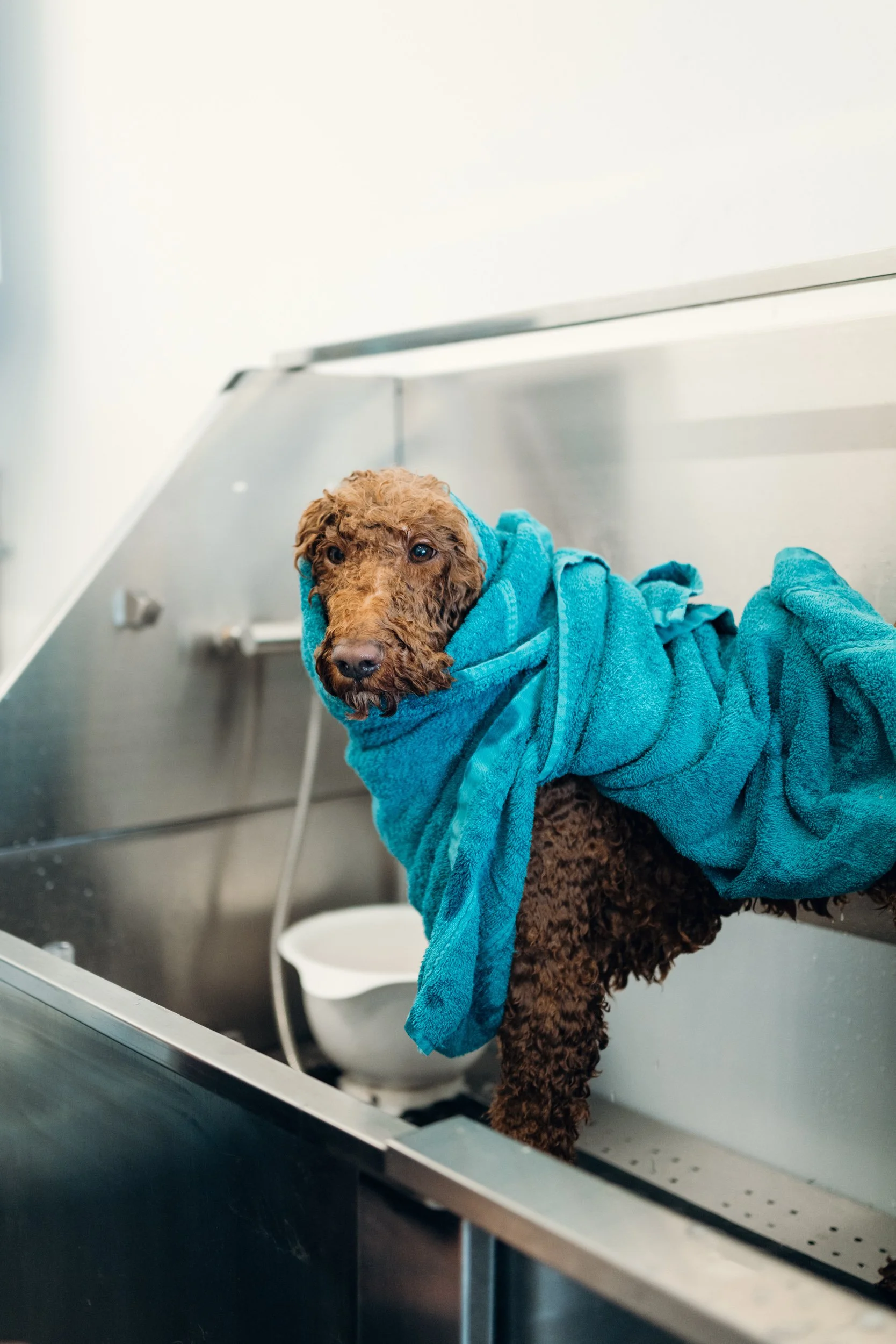 Frisch gebadeter Hund beim Pfotentreff in Hard. Nach der Fellpflege ist er in ein blaues Handtuch eingewickelt und wartet auf das Föhnen.