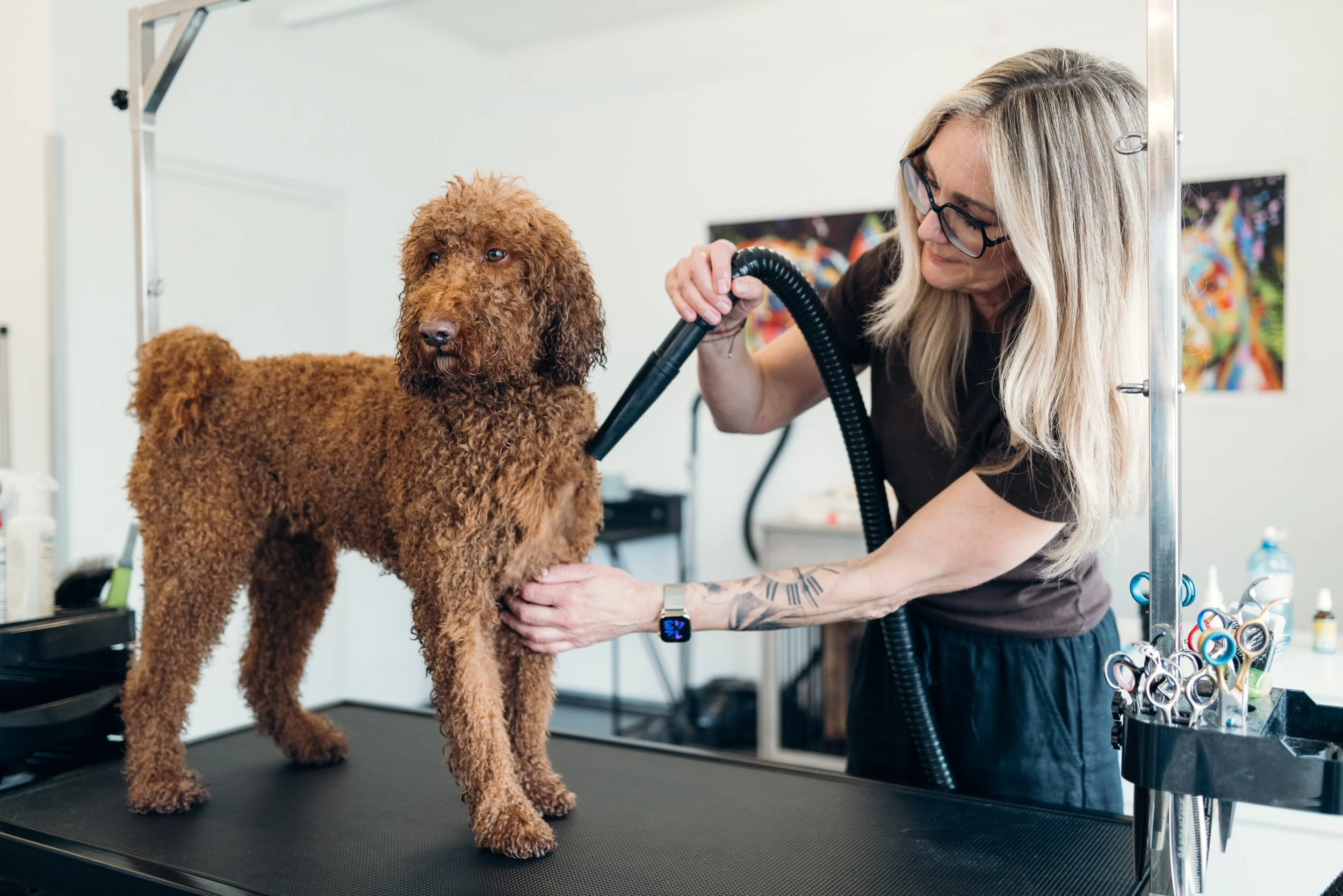 Eine Frau mit Brille und Tattoos auf dem Arm föhnt einen braunen, lockigen Hund auf einer Hundebufett am Friseurtisch in einem Hundesalon.