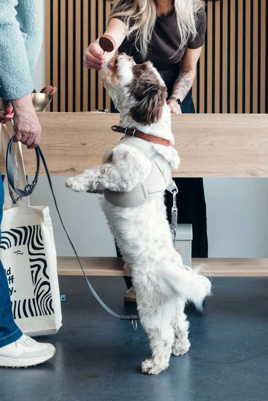 Zum Abschluss der Fellpflege bekommt der Hund ein Leckerli von Nicole. Ein kleiner Genussmoment nach dem Besuch beim Pfotentreff.